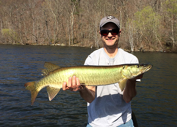 This muskie inhaled a spinnerbait and started a flurry of activity for Brian Toia 