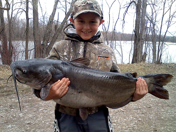 channel catfish