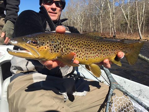 Connecticut Farmington River Brown Trout
