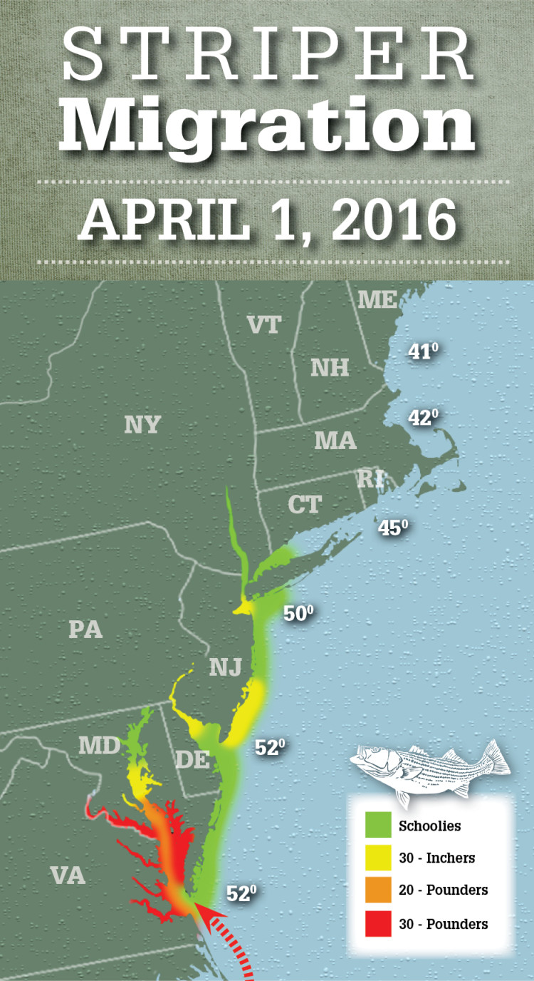 Striper Migration Map April 1 2016