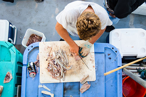 Anglers use a variety of baits on Nantucket Shoals, but long strips of squid are almost always effective. 