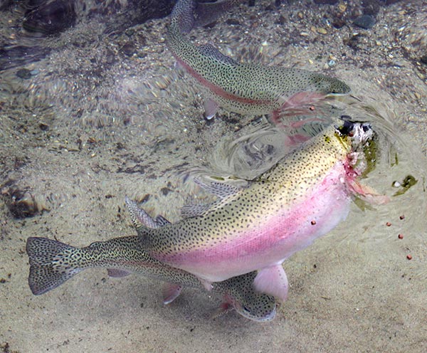 big broodstock trout