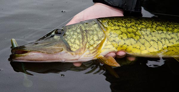 Chain pickerel can be prepared the same way as fallfish.