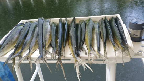 dock fillet table mahi