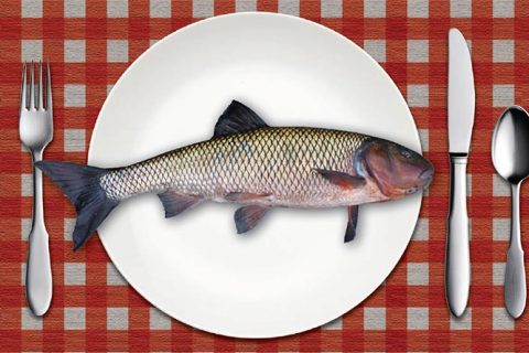 When Life Gives You Fallfish, Make Fish Cakes