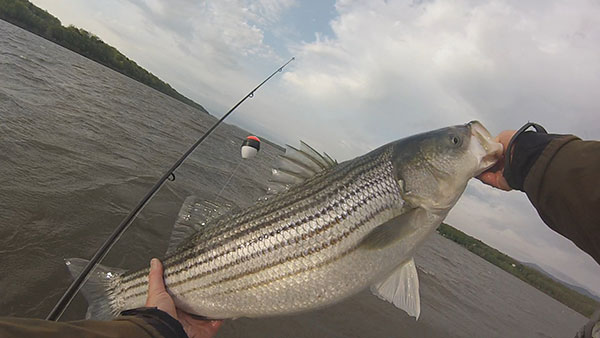 The author occasionally uses floats to keep live herring in the strike zone. 