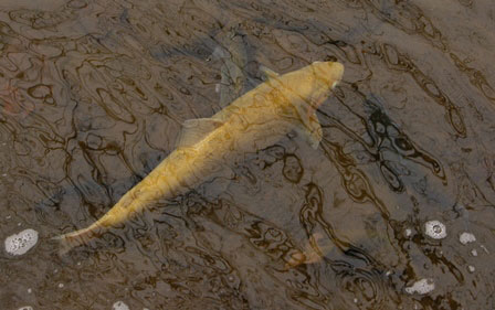 A Golden Rainbow Trout