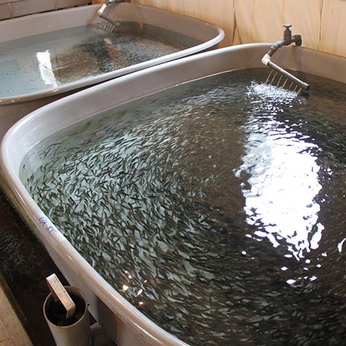 trout hatchery tubs