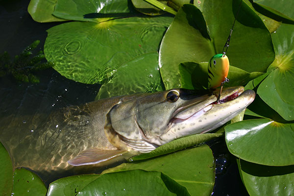 Muskies lurk in weeds and lilypads, waiting to ambush baitfish.
