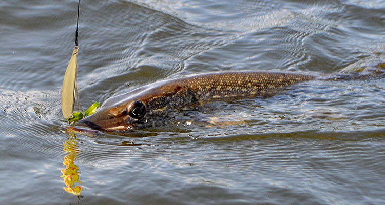Pike caught on a Johnson Silver Minnow