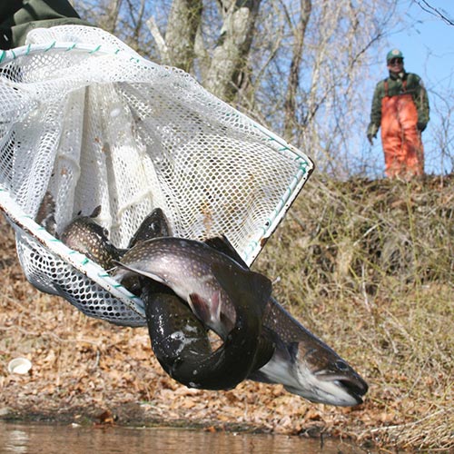 stocking trout in the spring