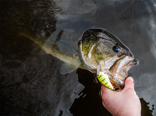 sebile-squarebill-sunfish-largemouth