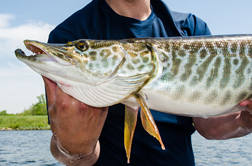 Tiger Muskie