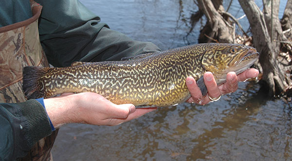 tiger trout
