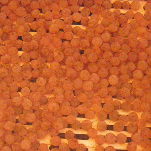 trout eggs
