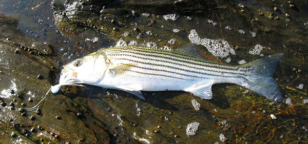 The trusty old 1-ounce white bucktail jig is responsible for most of the author's daytime stripers taken in the late fall. 