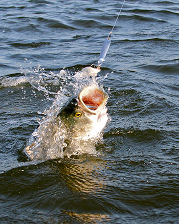 Some days, the bluefish will only strike metal lures