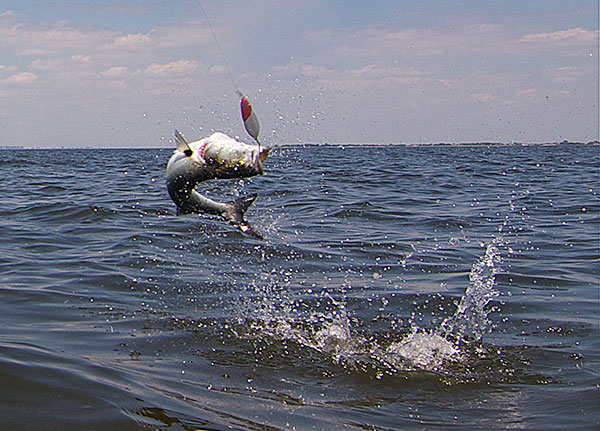 Despite the sharp teeth of a bluefish, metal leaders are not necessary