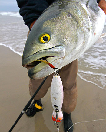 Popping plugs like the Super Strike Little Neck Popper are spring bluefish killers.