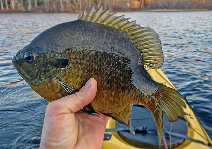 Fly-fishing with small poppers is a fun and effective way to catch spring panfish on a calm day.