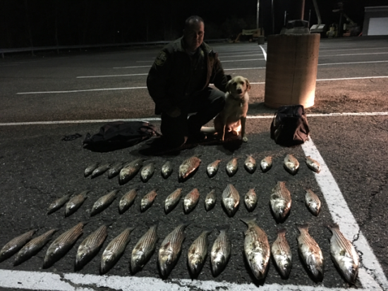 The Connecticut State Environmental Conservation Police! EnCon Police officers arrested four fishermen last night on the Housatonic River with 38 illegal striped bass. In the photo is Officer Logiodice and his K-9 Ruger, who assisted in locating the illegal fish.