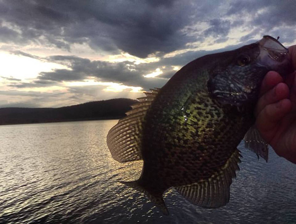 Don Kelly caught quite a few Crappie on a recent fishing trip to Hammond Lake. Crappies are on the move and preparing to spawn!