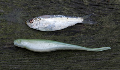 Jerk shads resemble many baitfish that largemouths crave.
