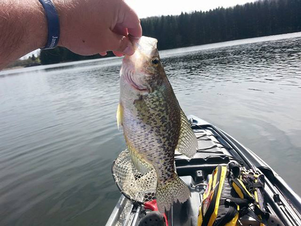 Josh Ditzler caught lots of Crappie on a recent fishing trip to Hills Creek Lake