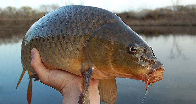 Finding And Fooling Long Island&rsquo;s Carp