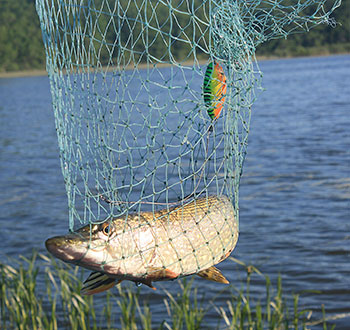 Within the Connecticut River system, pike forage heavily in March and April