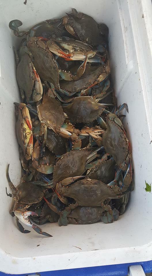 One Stop reported that keeper blue crabs are around for the taking.