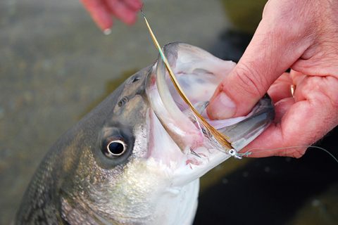 The first stripers of the year tend to be on the smaller side, but if you know where to find them they can provide you with some steady action.