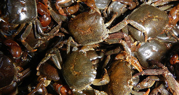 Asian shore crabs are invasive species that make great blackfish baits. To find them, look under rocks along the shoreline at low tide.