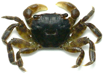 Asian shore crabs are easy to gather and make an excellent blackfish bait.