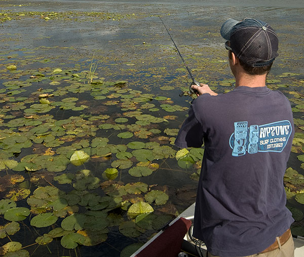 Largemouth cruise the flats, hunting down baitfish and other food.