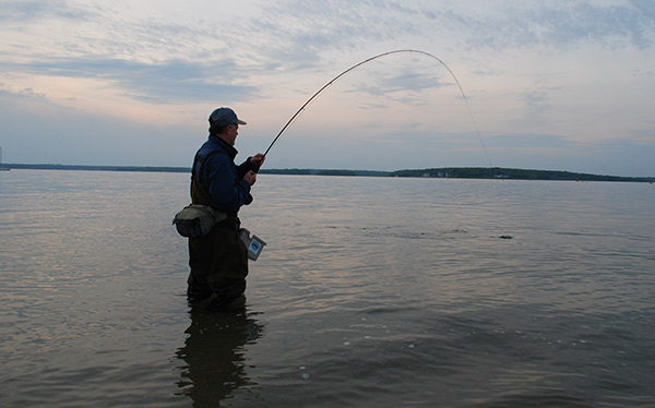 Early-season stripers put a good bend in a lightweight fly rod. Here, Ted Hendrickson plays a tough bass on an overcast afternoon.