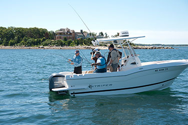 Black Seabass