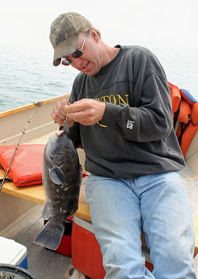 While soft baits, such as clams and sandworms, will work for spring tog, this fine April blackfish fell for half of a green crab.