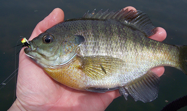 You should be pleased with any panfish that covers the palm of your hand. 
