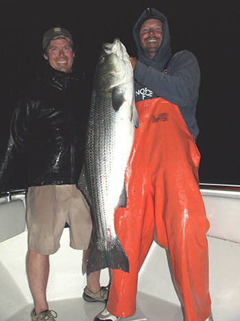 When early adult bunker and shad are present in the Sound  bass like this one will roam the harbors and shoals.