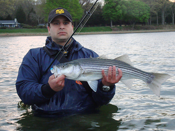A good pair of chest waders are essential to allow a shore-based angler to reach holes and pockets around sand bars where spring stripers prowl.