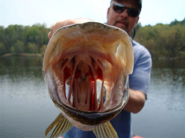 Northern pike are formidable freshwater game fish.