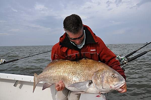 Black drum use sloughs, like Tussey’s, as routes into the bay, staying in the deeper water on their way to the areas where they spawn.