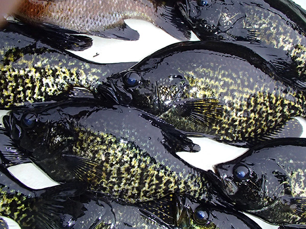 During the spawn, male black crappie can be differentiated from females by their jet-black coloration.  