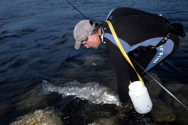 Fishing with live eels requires some extra effort,