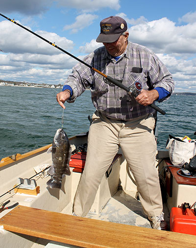 The author’s father took this nice blackfish from shallow water next to a rocky breakwall.