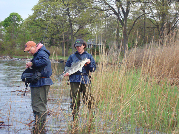 Marsh grasses often line muddy banks that provide sharp drop-offs and excellent cover for feeding stripers.