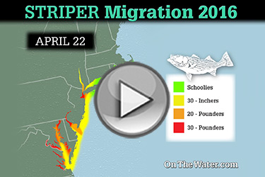 Striper migration map