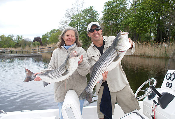 pair of keeper stripers caught while following the late spring bunker schools in Peconic Bay.