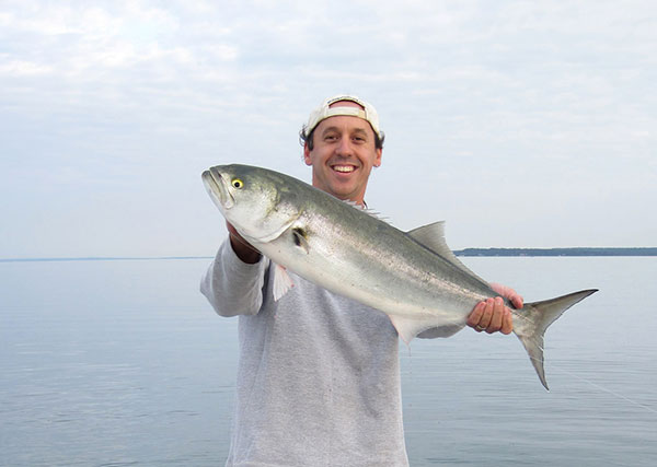 In the late fall, “gorilla” bluefish invade Peconic Bay.